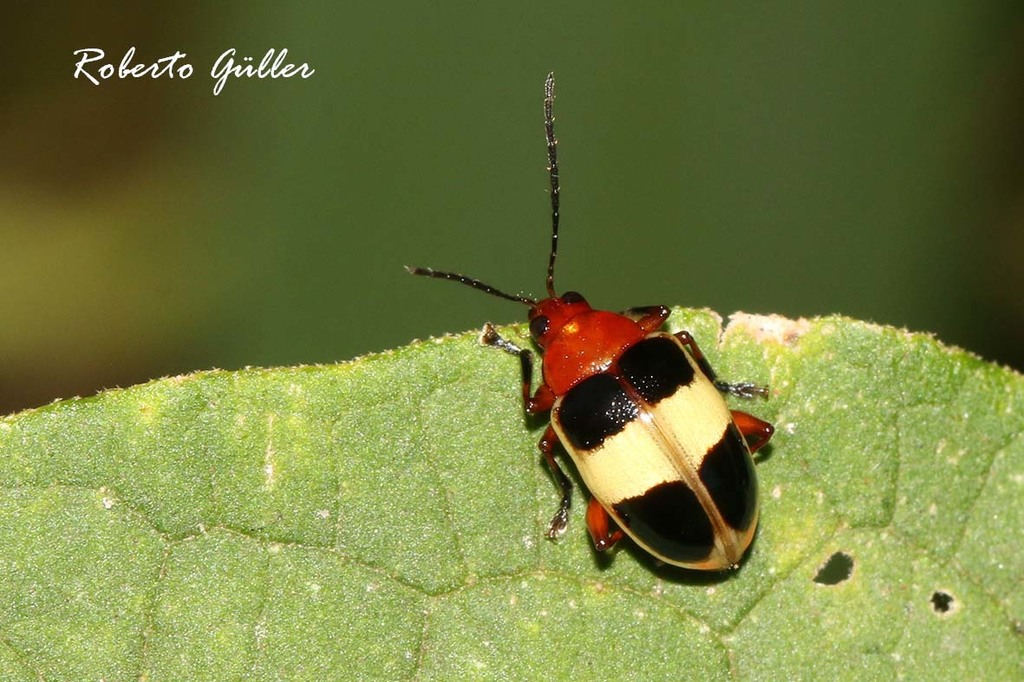 Chalcophana hilaris
