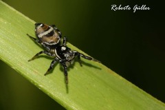 Pachomius misionensis