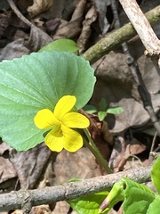 Viola eriocarpa