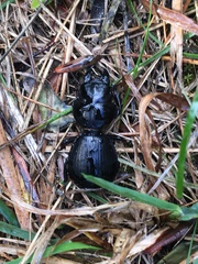 Scaraphites hirtipes