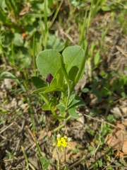 Vicia narbonensis