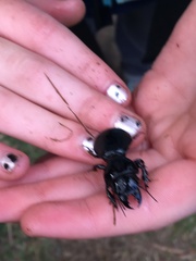 Scaraphites hirtipes