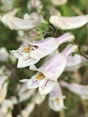 Penstemon laxiflorus