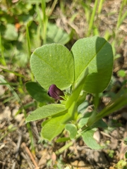 Vicia narbonensis