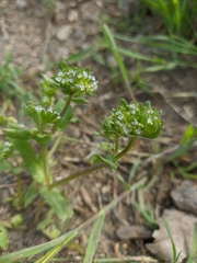 Valerianella turgida