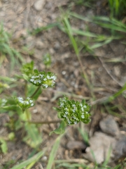 Valerianella turgida