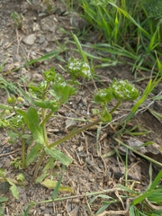 Valerianella turgida