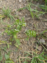 Valerianella turgida