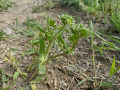 Valerianella turgida