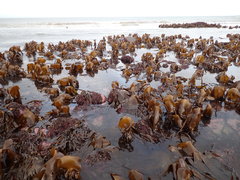 Laminaria hyperborea