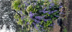 Petrea volubilis