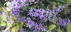Petrea volubilis