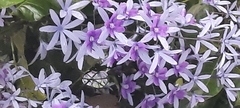 Petrea volubilis