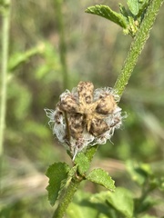 Hibiscus meyeri