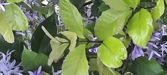 Petrea volubilis