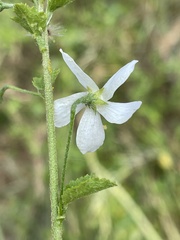 Hibiscus meyeri
