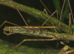 Candovia granulosa
