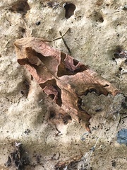 Phlogophora meticulosa