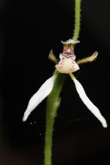 Eriochilus dilatatus