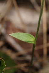 Eriochilus dilatatus