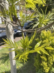 Fraxinus excelsior