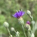 Crystallopollen angustifolium - Photo (c) Troos van der Merwe, algunos derechos reservados (CC BY-NC), subido por Troos van der Merwe