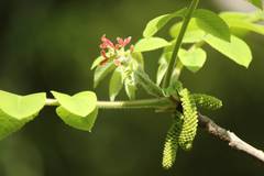 Juglans ailantifolia