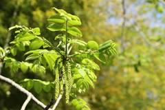 Juglans ailantifolia