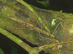 Candovia granulosa