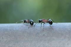 Polyrhachis lamellidens