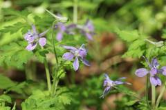 Delphinium anthriscifolium