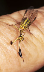 Spaminta minjerribae