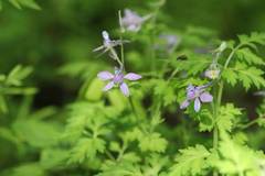 Delphinium anthriscifolium