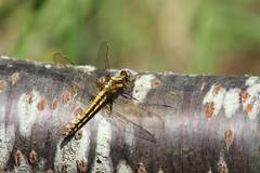 Orthetrum japonicum