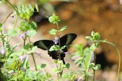 Papilio dehaanii