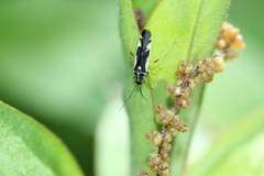 Dryophilocoris miyamotoi