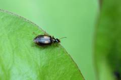 Lebia bifenestrata