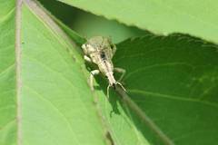 Dermatoxenus caesicollis