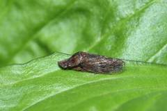 Ledropsis discolor