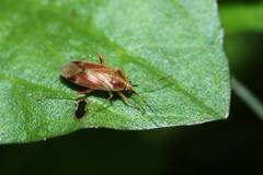 Harpocera orientalis