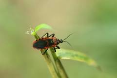 Haematoloecha nigrorufa