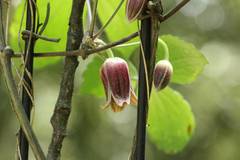 Clematis japonica