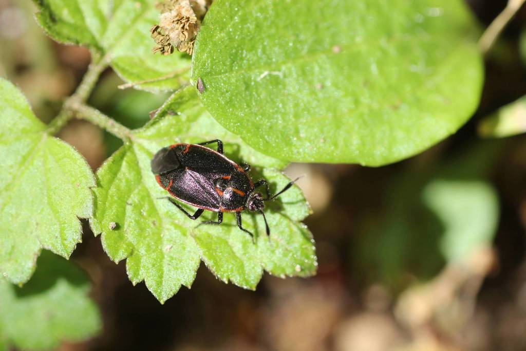 Cimidaeorus