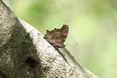 Kaniska canace nojaponicum