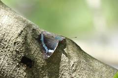 Kaniska canace nojaponicum