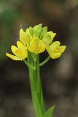 Cephalanthera falcata