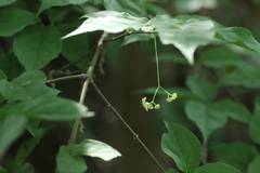 Euonymus oxyphyllus oxyphyllus