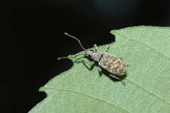 Lepidepistomodes fumosus