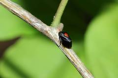 Hindoloides bipunctata