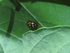 Cheilomenes sulphurea